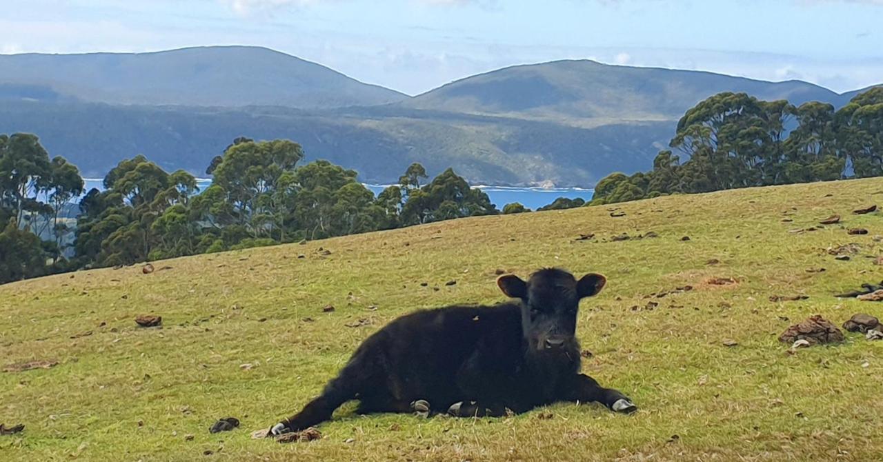 Ruby'S Cottage Farm Stay Port Arthur Kültér fotó