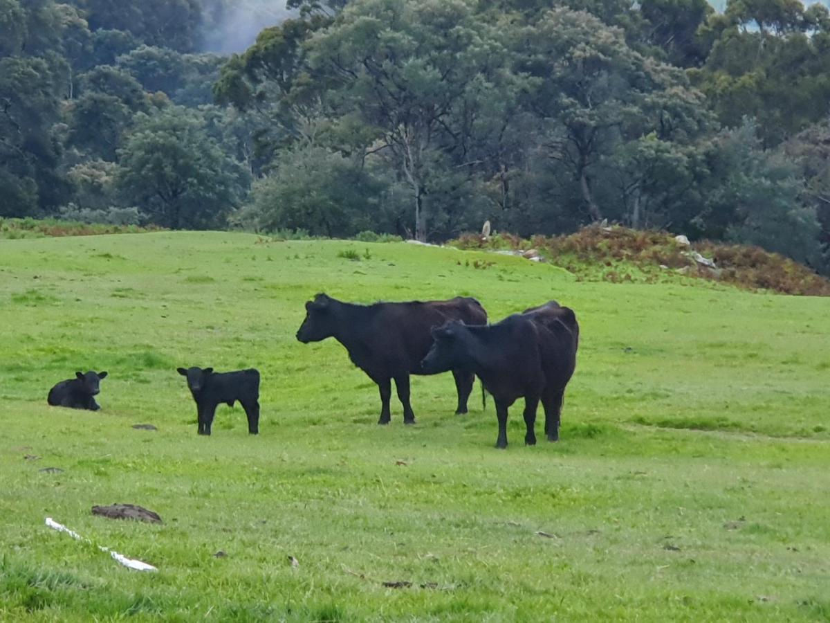 Ruby'S Cottage Farm Stay Port Arthur Kültér fotó