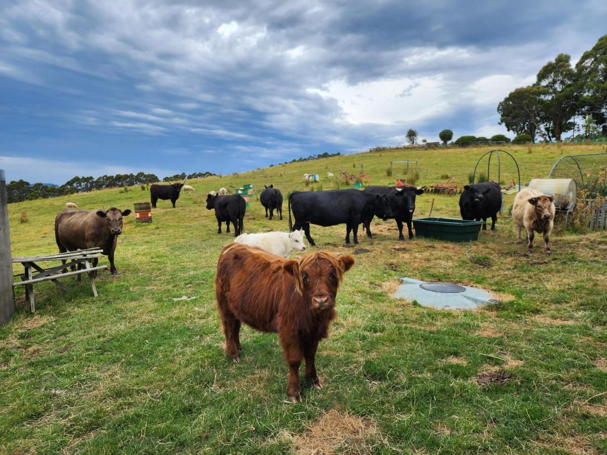 Ruby'S Cottage Farm Stay Port Arthur Kültér fotó