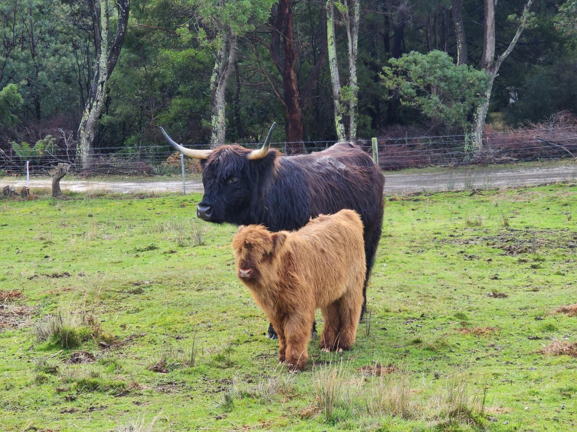 Ruby'S Cottage Farm Stay Port Arthur Kültér fotó