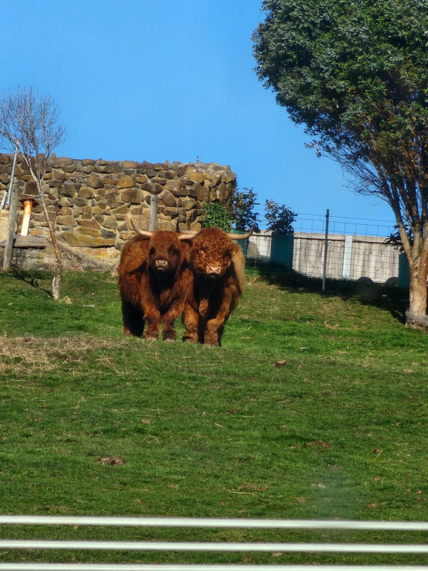 Ruby'S Cottage Farm Stay Port Arthur Kültér fotó